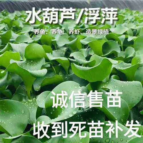 水芙蓉水葫芦水浮萍鲜活水培水生植物养虾龟净化水质懒人水草四季