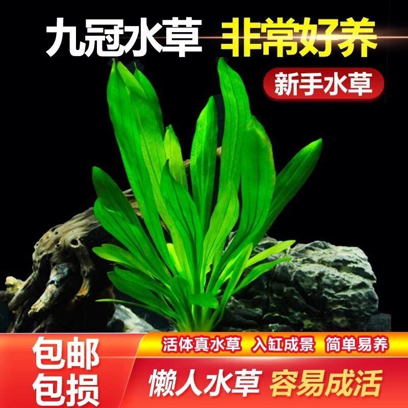 大叶绿九冠大叶九冠水草鱼缸中后造景装饰淡水阴性草九冠懒人水草