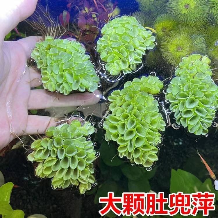 鱼缸浮萍水草肚兜萍水培植物四季常绿养鱼养龟净化水质水族箱造景