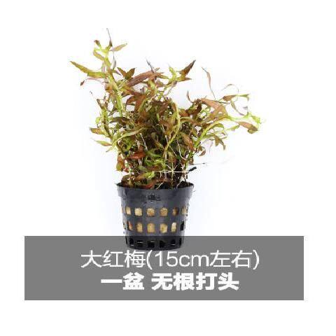 小榕 丹麦小水榕 黄金小水榕 鱼缸中前景水族箱造景 好养的水草