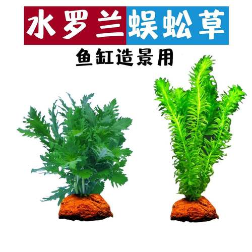 水罗兰懒人坨草鱼缸造景中后景阴性新手净化水质水草好养易活套餐