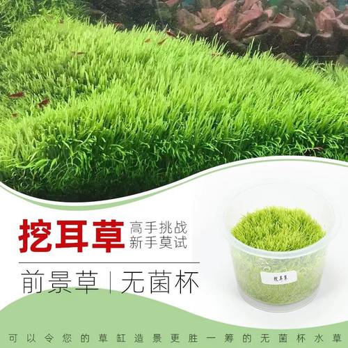 无菌杯植物水草挖耳草鱼缸珍珠造景淡水草刚前景懒人前景草坪