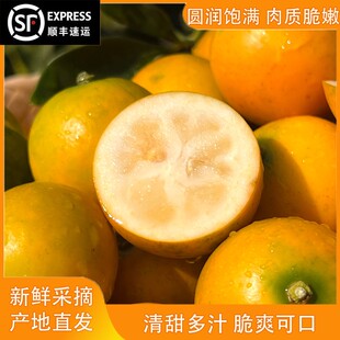 金榴色广西融安滑皮小金桔3斤装 单果10克起