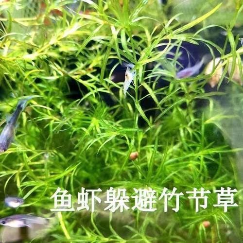 水草增氧印度竹节绿植好养新手懒人耐活阴性鱼缸水草造景净化水质