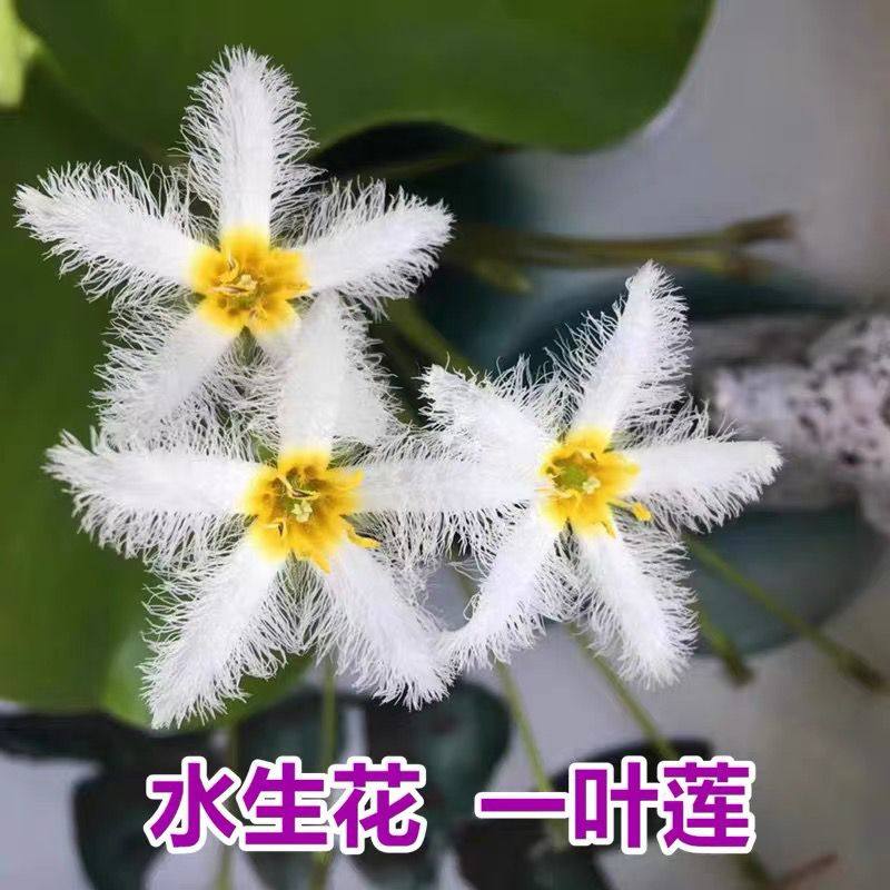 一叶莲 碗莲水生花卉水培植物室内阳台四季开花盆栽鱼缸浮生莲花