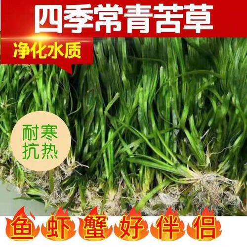 苦草四季常青矮生苦草水草养殖小龙虾螃蟹鱼塘鱼缸造景净化水质