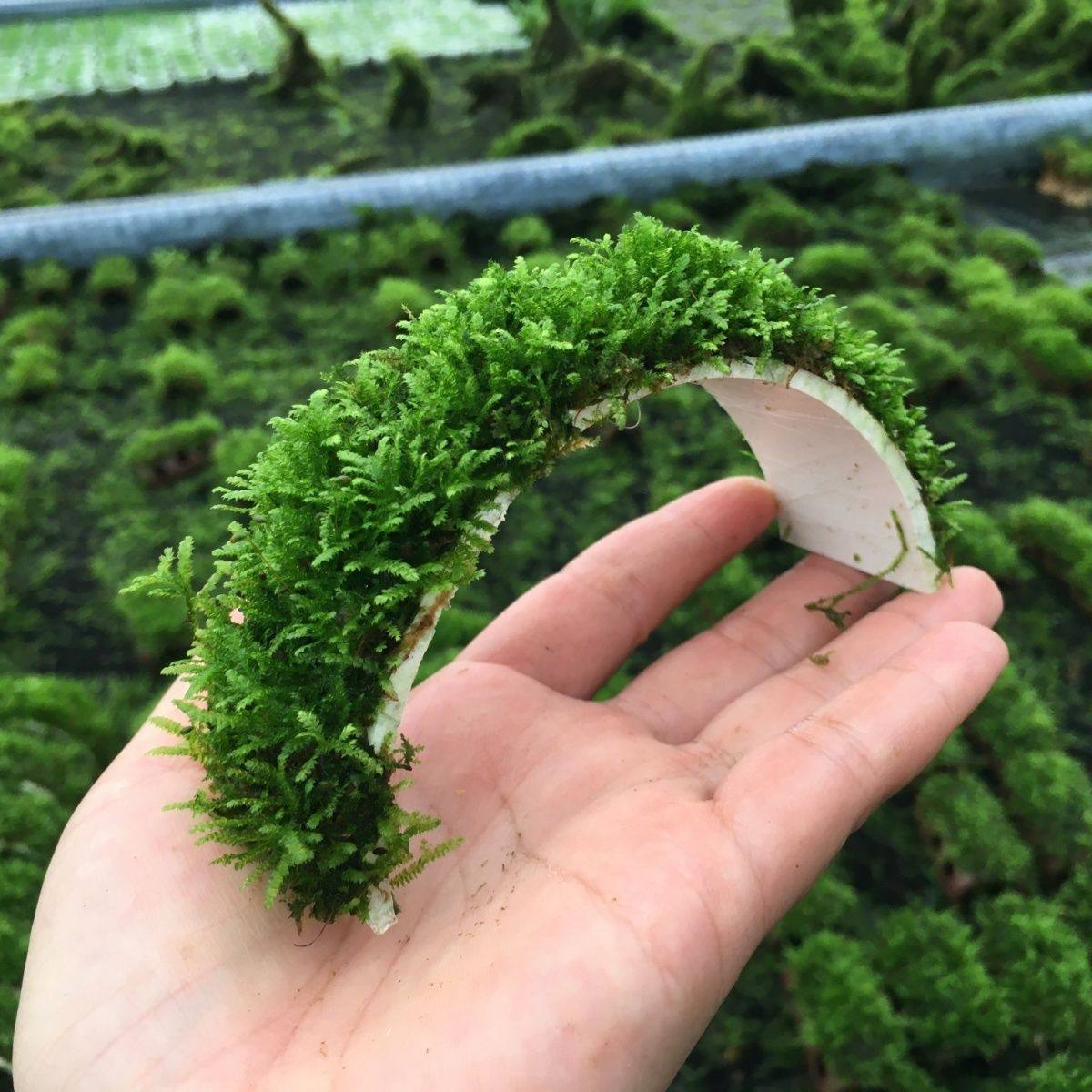 小鱼缸装饰增化水质养虾躲避莫斯水草龟缸绿色造景植物苔藓,鲜花速递/花卉仿真/绿植园艺,海藻球,淘宝优惠券,粉丝福利购,淘宝优惠卷