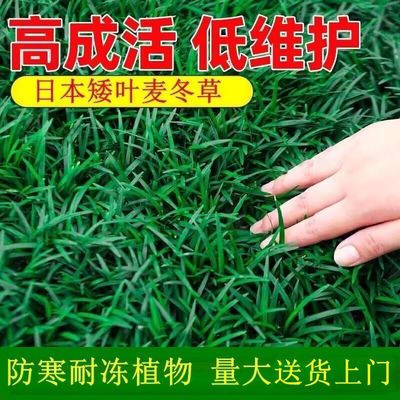 矮麦冬草苗日本玉龙草庭院别墅绿化植物带土细叶耐寒耐旱四季常青