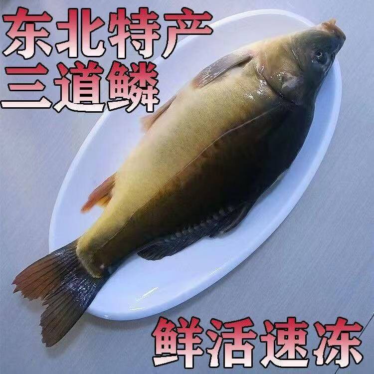 7.5-8斤东北冷水三道鳞淡水鱼