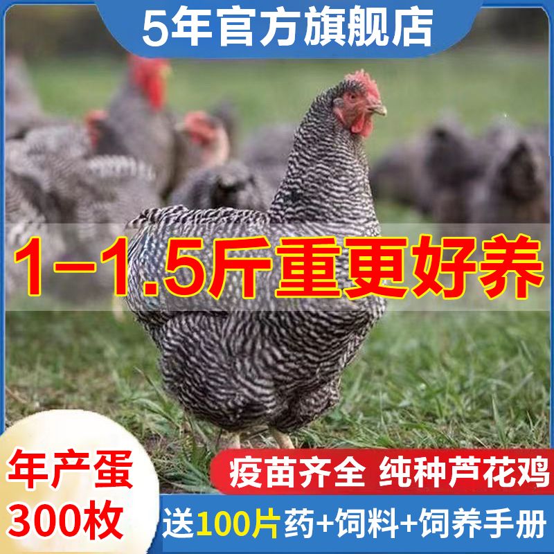 1斤现货一斤芦花鸡苗正宗汶上芦花鸡仔纯种土芦花鸡土鸡大种活鸡