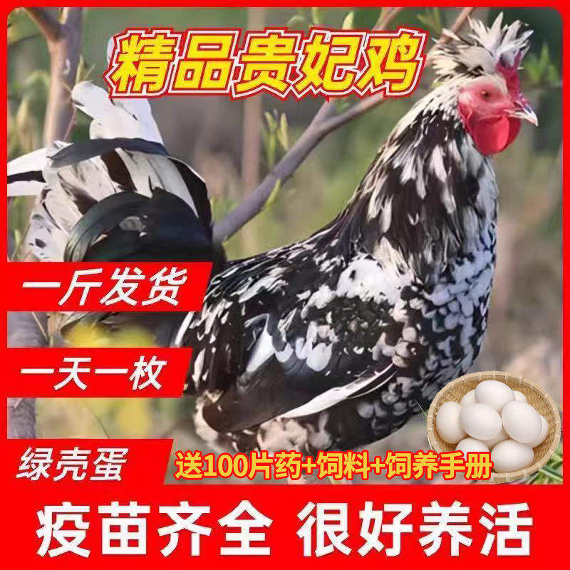 现货一斤纯种贵妃鸡苗散养半斤正宗贵妇观赏鸡家养鸡脱温鸡包活