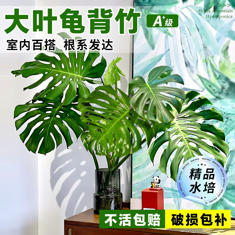 水培植物大叶老桩龟背竹室内好养除甲醛客厅高级U感绿植四季常青