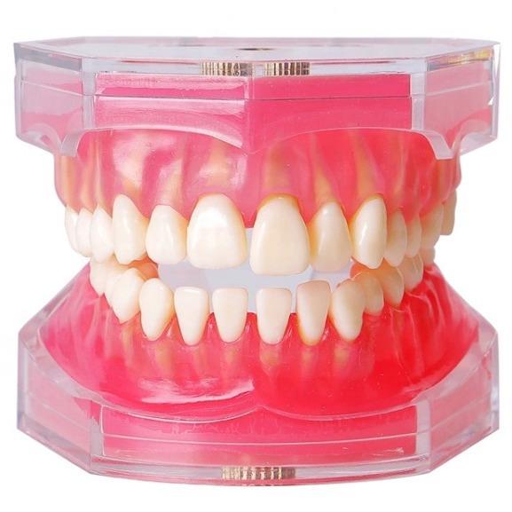 M7008拔牙模型 软牙龈模型 软牙龈拔牙模型