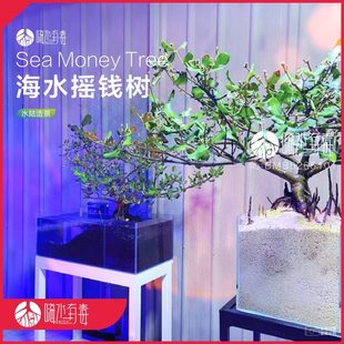 海水摇钱树 白骨壤 红树林 红树苗 海水植物 水陆造景 嗨水有毒