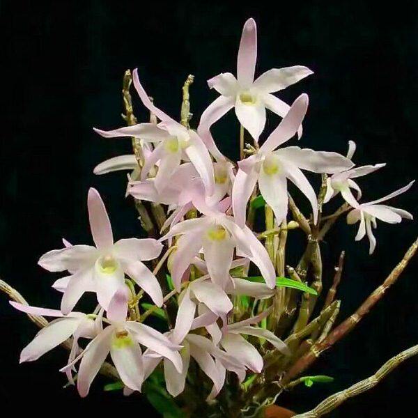 广东石斛 川大花 粉色广东石斛 稀有品种 开花漂亮 粉色花 像铜皮