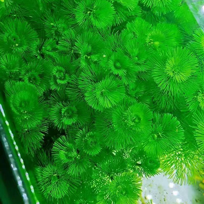 鱼缸懒人水草植物淡水有茎草缸造景水族箱中后景水草套餐包邮