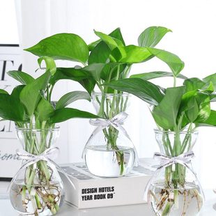 水培绿萝花瓶简约创意玻璃水培植物花盆透明风信子 观音竹插花瓶