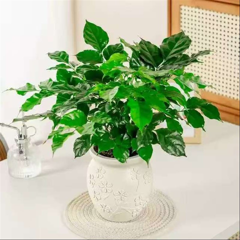 梅花盆土培幸福树喜阳喜x水植物阳台客厅四季常绿好养护