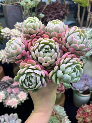 草莓冰（带盆）5.99