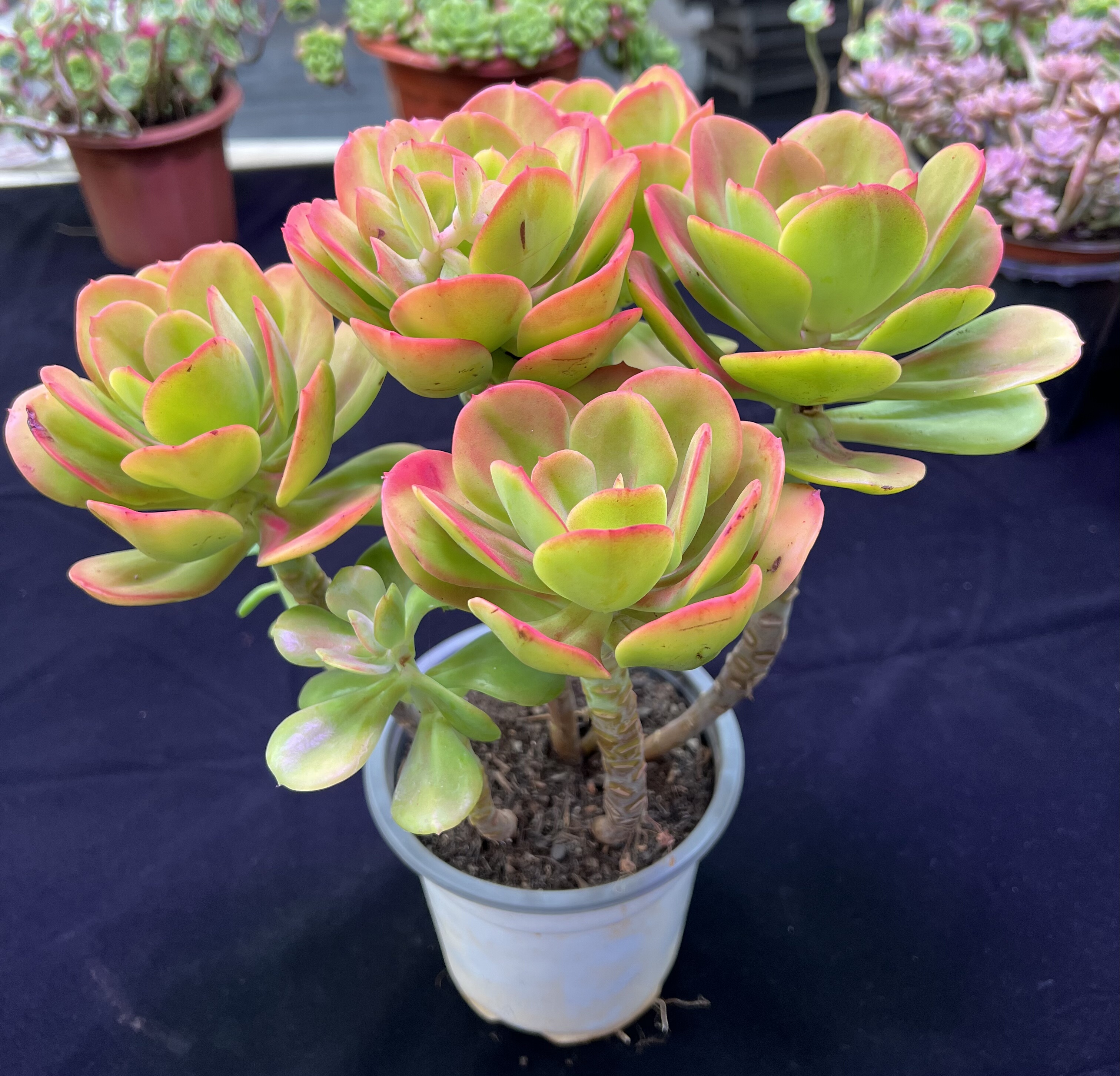 老桩红梅  脱土 9.99