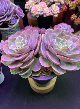 蓝色苍鹭（不带盆）多肉9.99