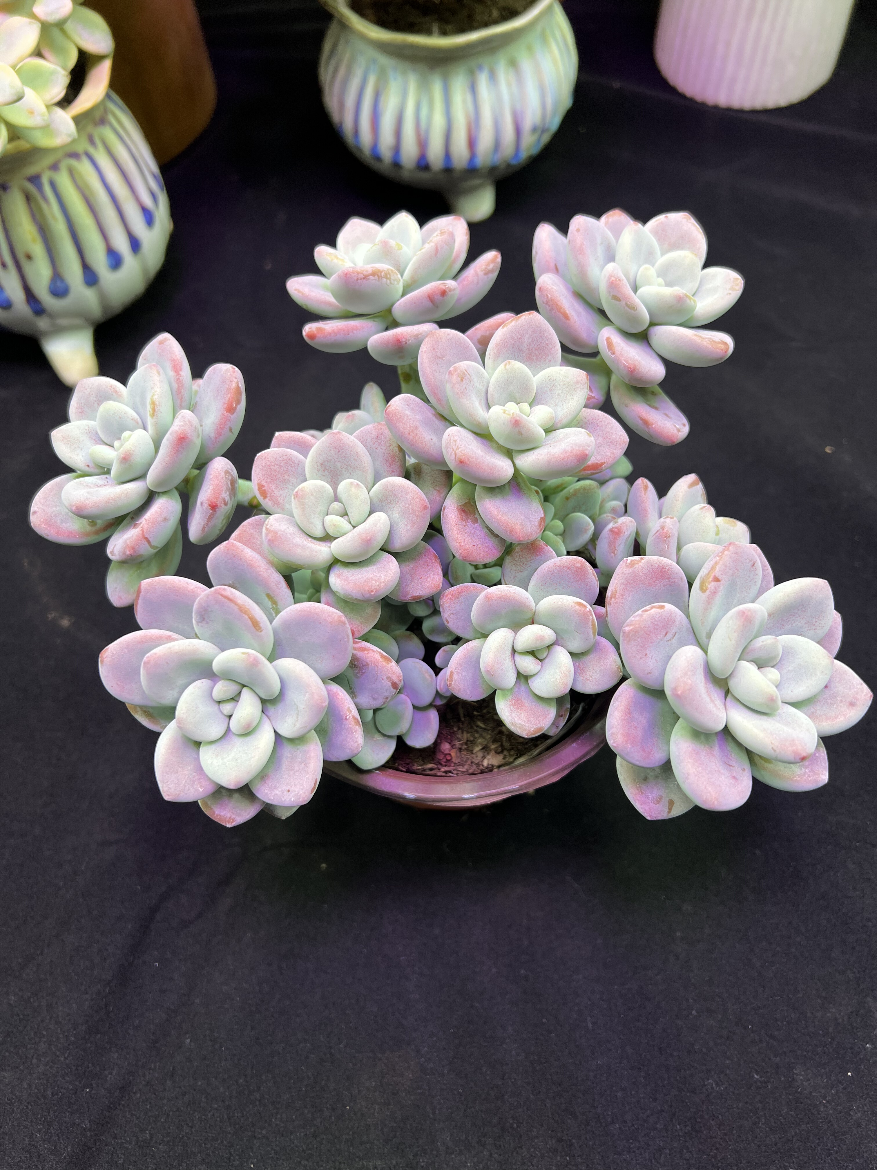 红洛神整桩  脱土 6.99