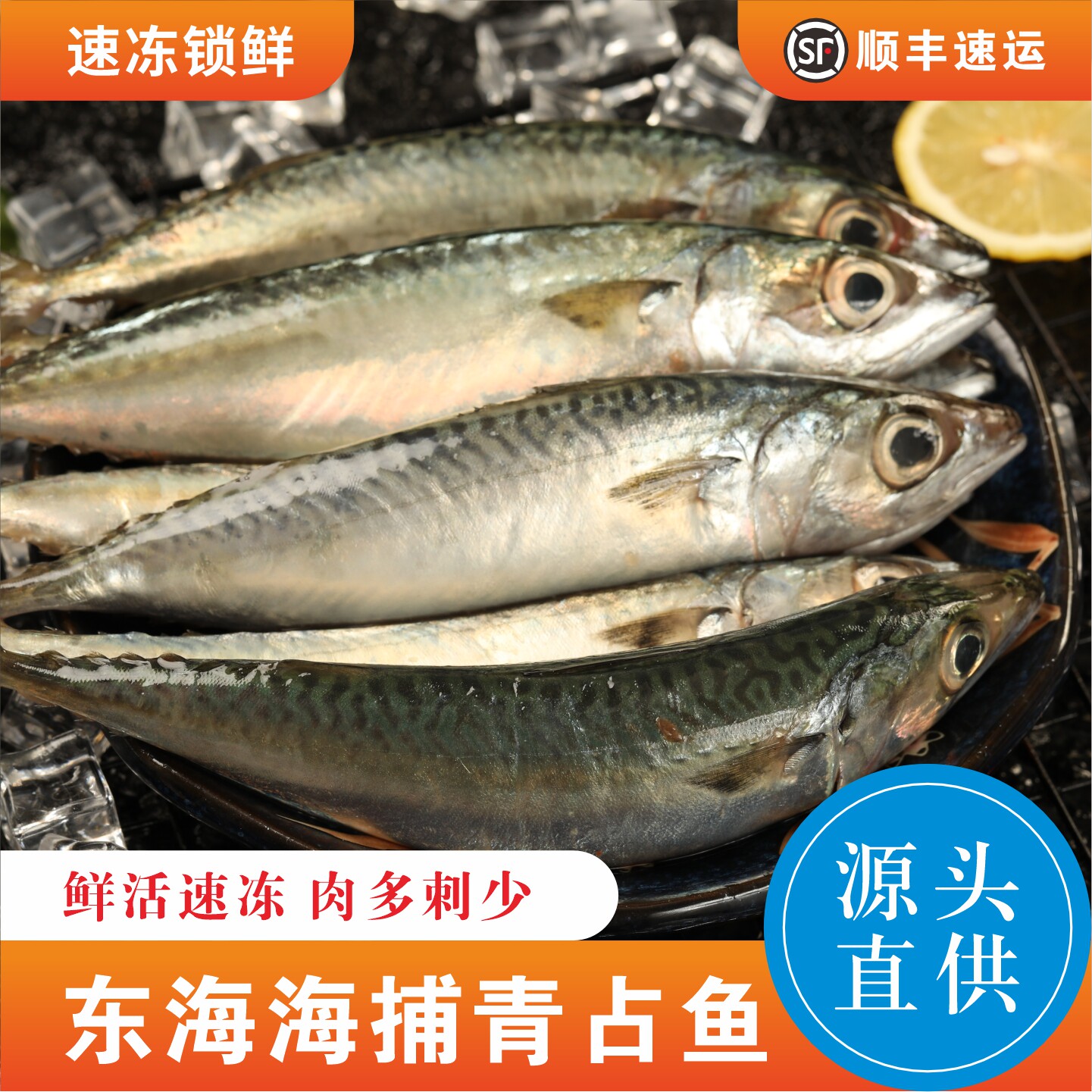 东海海捕青占鱼深海燕青舟山鲜活冷冻青花鱼整条鲐鱼鮰鱼1斤一条