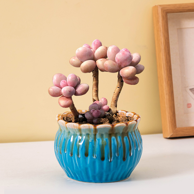 桃蛋多肉b花盆美观陶瓷花盆复古流釉花边圆口家居简约多肉植物花