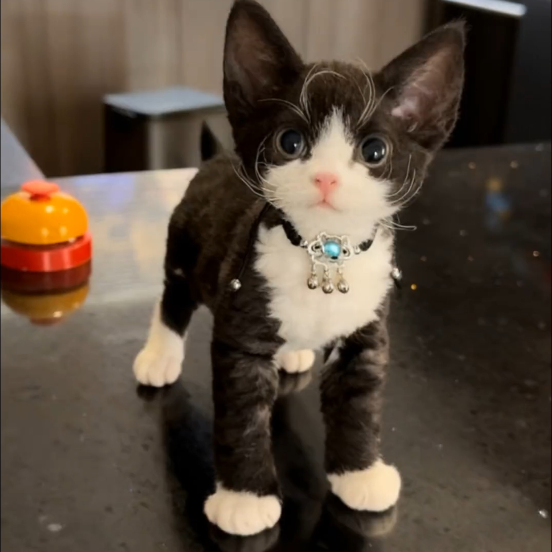 宠物猫猫猫咪项圈可爱铃铛兔子饰品幼犬幼猫挂饰泰迪比熊猫咪用品