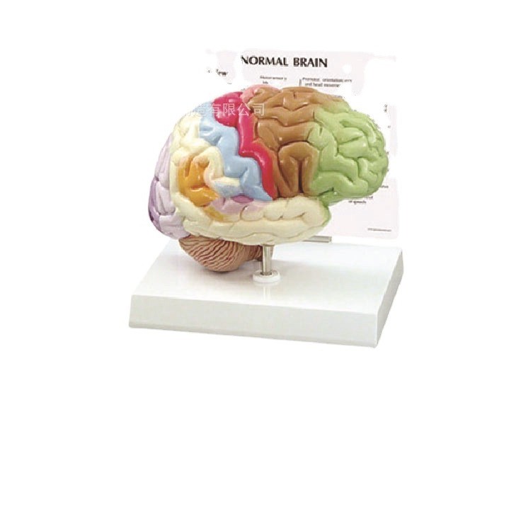 厂家直供SMM系列器官模型 直供教学模具人体器官模型,文具电教/文化用品/商务用品,教学标本/模型,淘宝优惠券,粉丝福利购,淘宝优惠卷