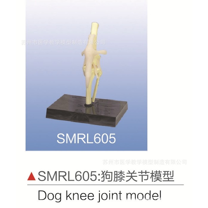 SMRL605狗膝关节模型,文具电教/文化用品/商务用品,教学标本/模型,淘宝优惠券,粉丝福利购,淘宝优惠卷