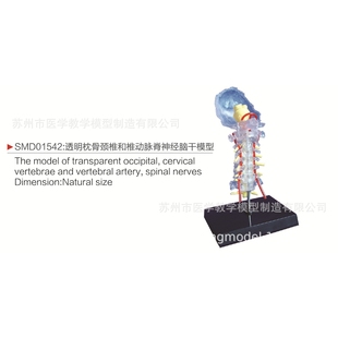 SMD01542透明枕骨颈椎和椎动脉脊神经脑干模型