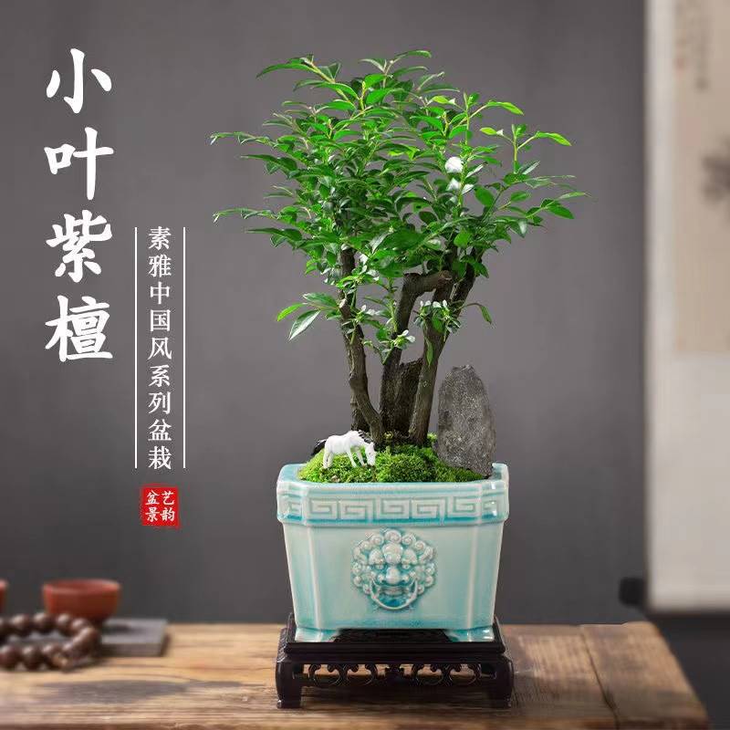 老桩小叶紫檀盆景树桩植物盆栽客厅桌面室内绿植好养树苗四季常青