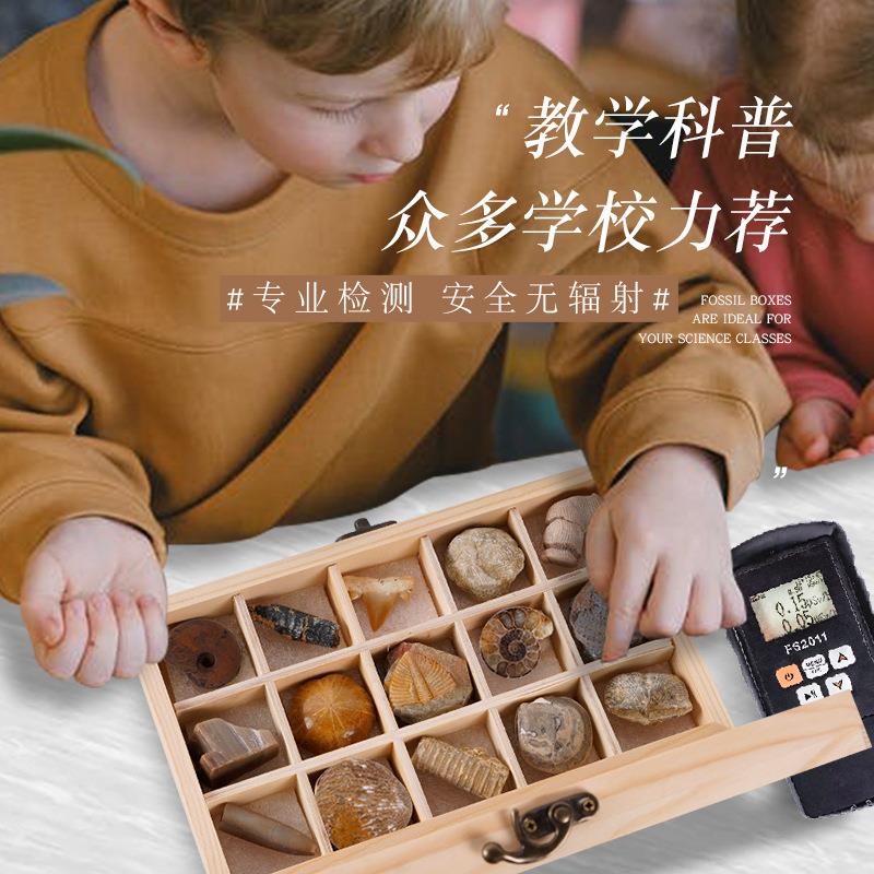 15种天然化石石头原石珊瑚菊石鲨鱼牙齿树化玉海螺木盒工艺摆件