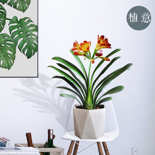 君子兰盆栽花卉室内办公室耐阴植物四季好养高档带盆名贵君子兰苗
