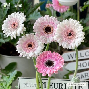 花彩高杆非洲菊苗盆栽拉丝香格里拉阳台夏季耐热多年生扶郎花切花