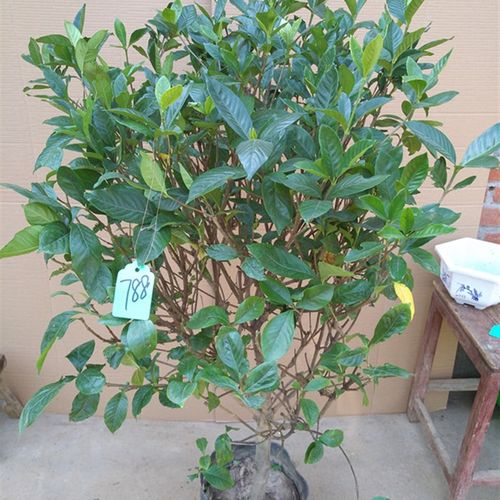 栀子花香盆栽栀子花苗绿色开花植物阳台花卉室内客厅栀子花树苗