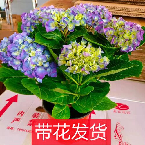 绣球花苗无尽夏花卉盆栽庭院植物阳台室内外老桩好养四季开花耐寒