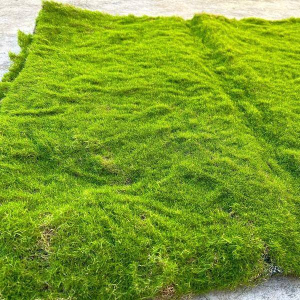 仿真苔藓植绒绿色假苔藓青苔微景观盆景装饰材料草坪草皮装饰品