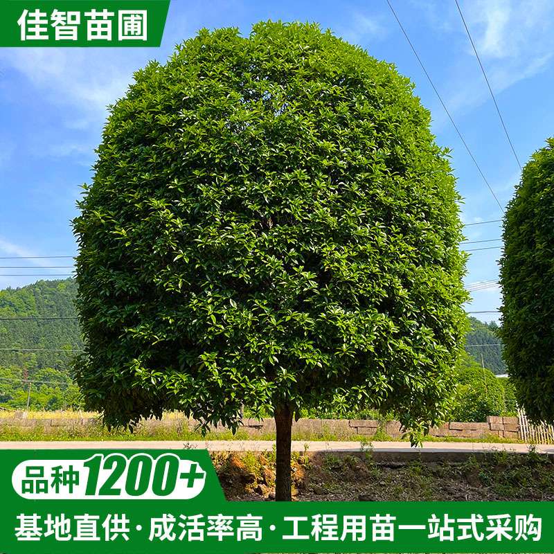 厂家现货湖南四季造型桂花树庭院嫁接园林绿化金挂银挂八月桂花树