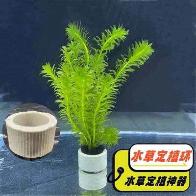 鱼缸水草沉底固定定植环三件套沉水环鱼缸摆件造景水草定植环沉环