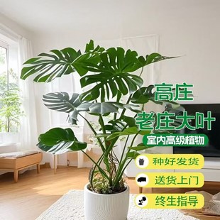 大叶精品龟背竹盆栽高庄老庄客厅绿植四季常青净化空Y气一物一拍