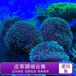 皮革珊瑚圣诞树花环皮革长杆大花皮革荧光绿须软体海水缸易养新手