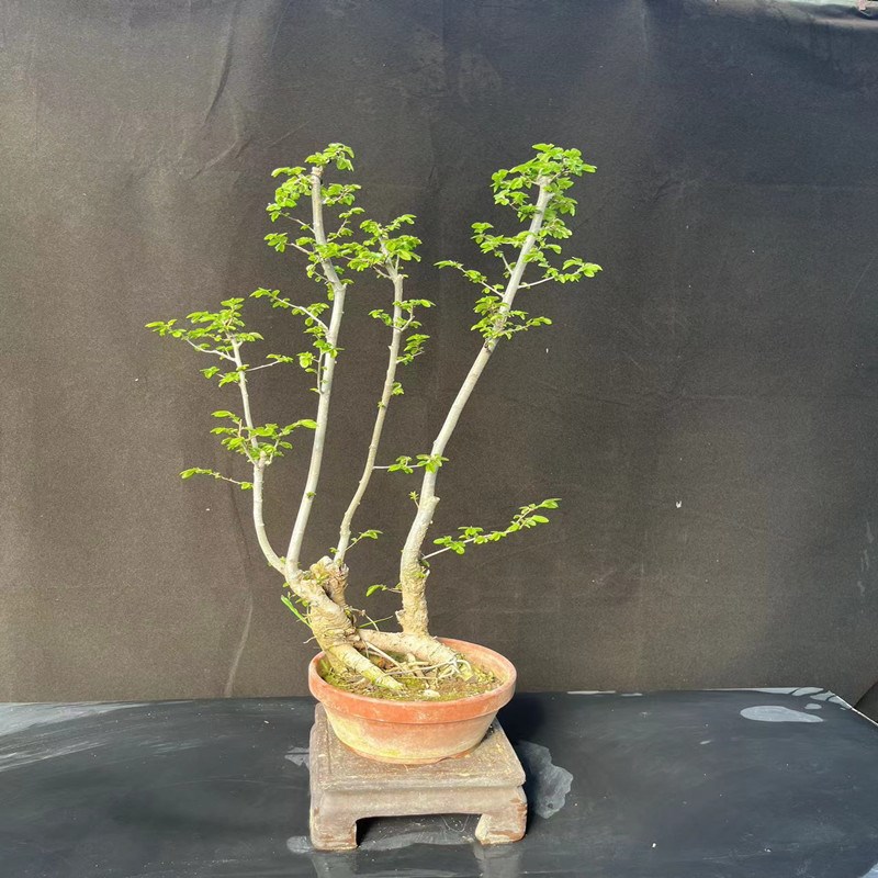 文人树盆景f小叶榔榆盆景黄杨真柏小矮霸盆景室内办公桌好养