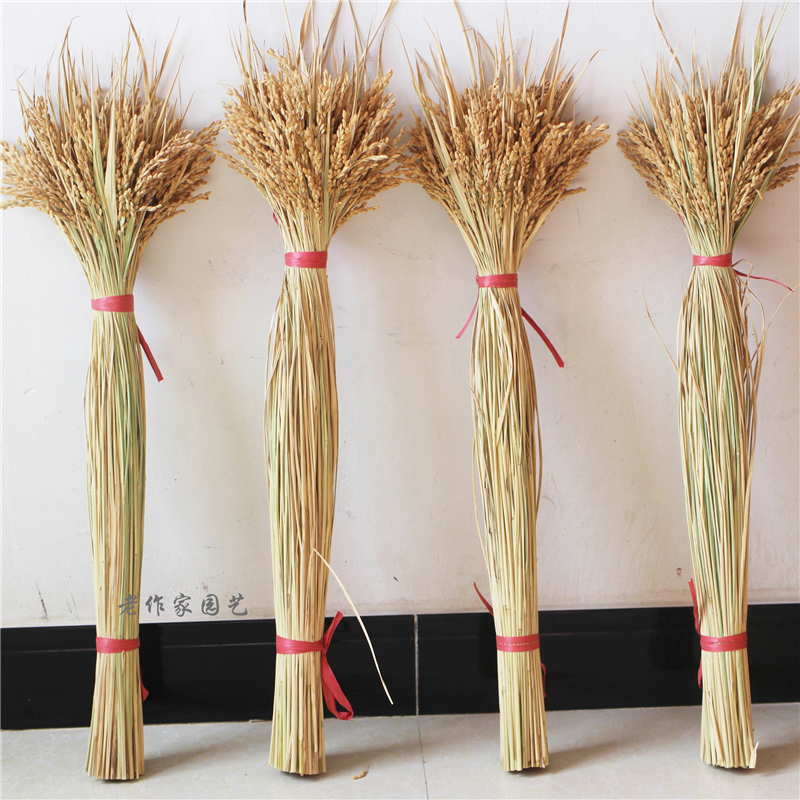 真花稻穗干花水稻丰收稻谷稻子家居装饰会展布置拍摄道.具田园植