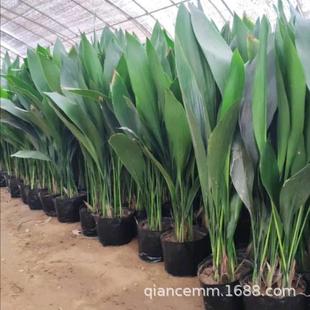 一叶兰盆栽植物室内客厅大叶观叶绿植四季常青耐寒耐阴花卉植物