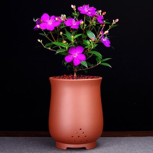 紫砂花盆兰花f绿萝创意陶瓷蕙春吊兰法师园艺客厅盆景绿植家用