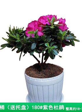 紫色杜鹃花盆栽四季开花带花苞发货鲜花W卉室内外绿植