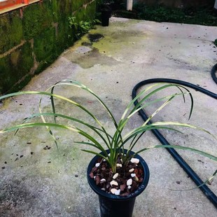 高级虎斑艺草蕙兰斑艺浓香兰花黄龙云海阳台客厅花卉植.物盆栽观