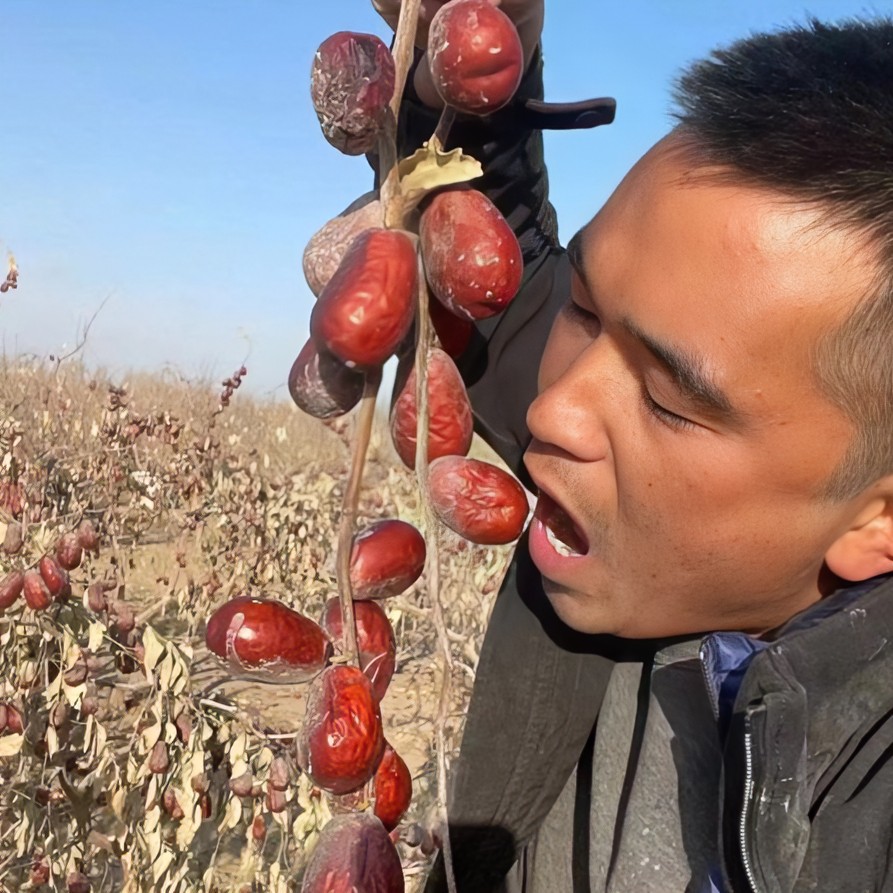 新疆和田大枣一 级二级五斤发六斤包邮